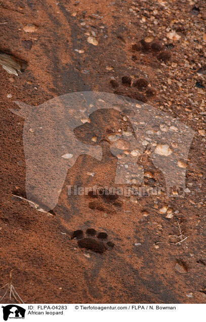 Afrikanischer Leopard / African leopard / FLPA-04283