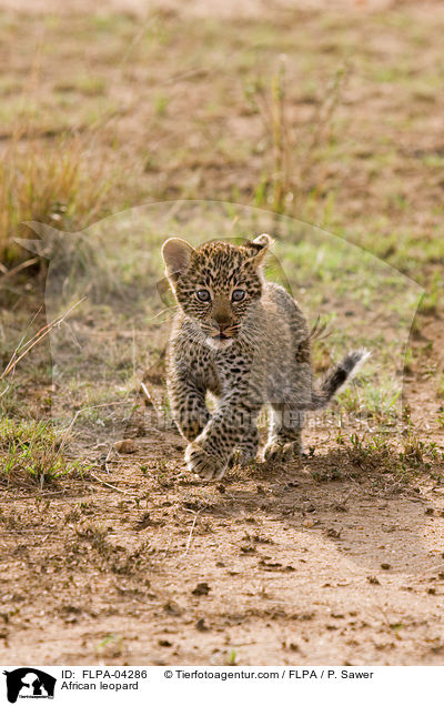 Afrikanischer Leopard / African leopard / FLPA-04286