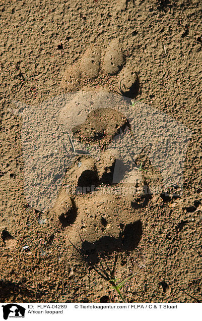 Afrikanischer Leopard / African leopard / FLPA-04289