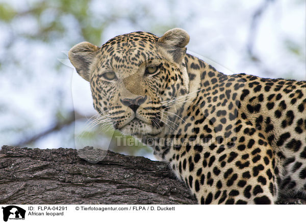 Afrikanischer Leopard / African leopard / FLPA-04291