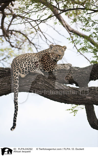 Afrikanischer Leopard / African leopard / FLPA-04292