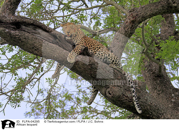 Afrikanischer Leopard / African leopard / FLPA-04295
