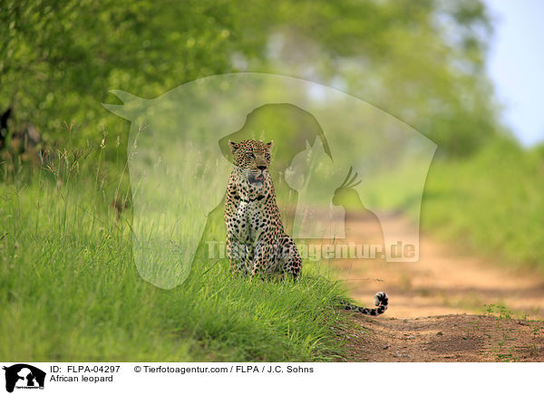 Afrikanischer Leopard / African leopard / FLPA-04297