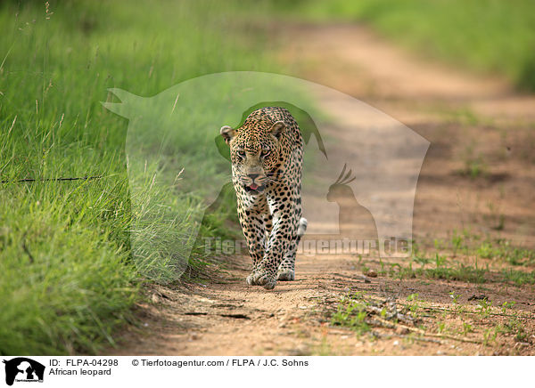 Afrikanischer Leopard / African leopard / FLPA-04298