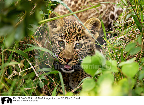 junger Afrikanischer Leopard / young African leopard / FLPA-04309
