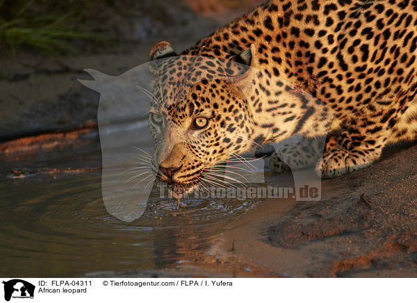 Afrikanischer Leopard / African leopard / FLPA-04311