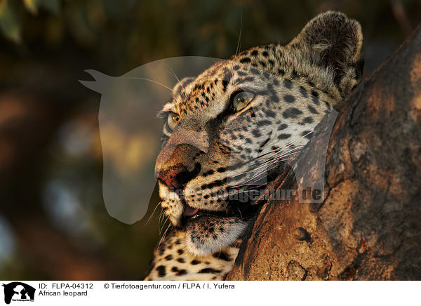 Afrikanischer Leopard / African leopard / FLPA-04312
