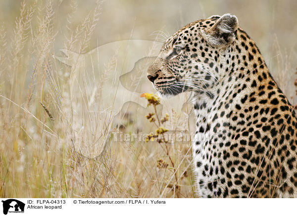 Afrikanischer Leopard / African leopard / FLPA-04313