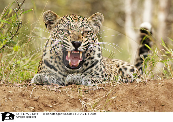 Afrikanischer Leopard / African leopard / FLPA-04314