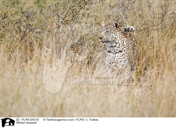 Afrikanischer Leopard / African leopard / FLPA-04315