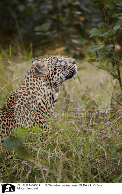 Afrikanischer Leopard / African leopard / FLPA-04317