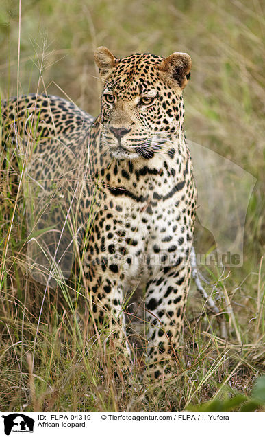 Afrikanischer Leopard / African leopard / FLPA-04319