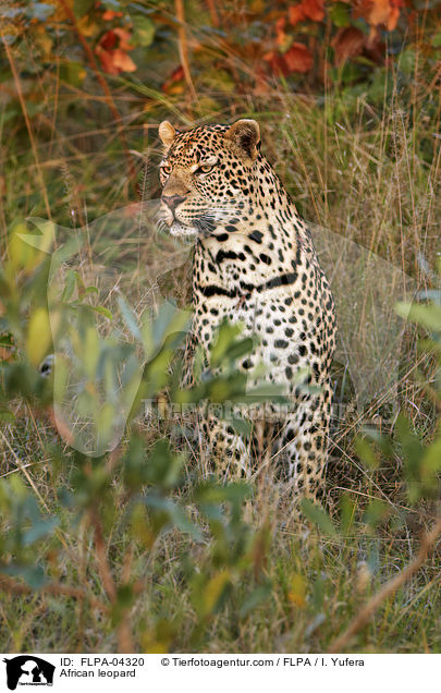 Afrikanischer Leopard / African leopard / FLPA-04320