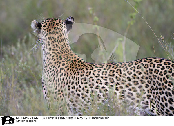 Afrikanischer Leopard / African leopard / FLPA-04322