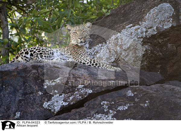 Afrikanischer Leopard / African leopard / FLPA-04323