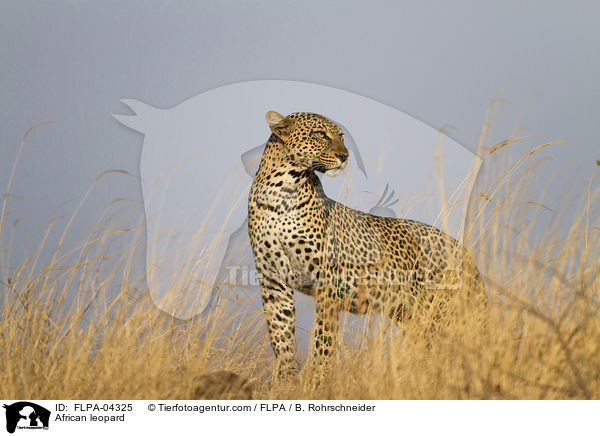 Afrikanischer Leopard / African leopard / FLPA-04325