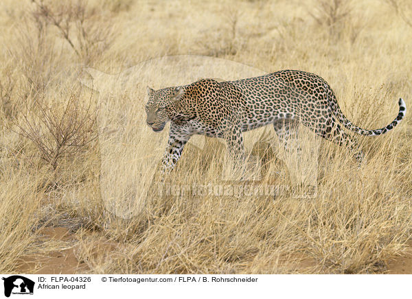 Afrikanischer Leopard / African leopard / FLPA-04326