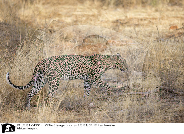 Afrikanischer Leopard / African leopard / FLPA-04331