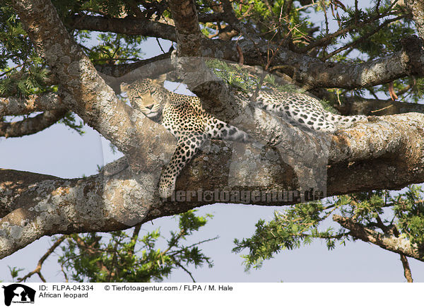 Afrikanischer Leopard / African leopard / FLPA-04334