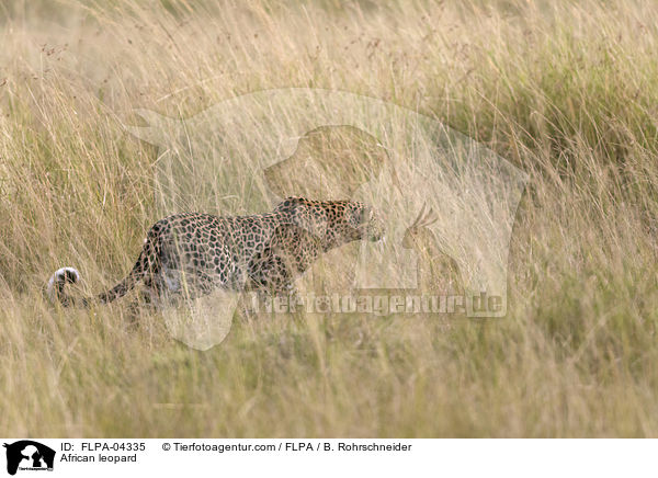 Afrikanischer Leopard / African leopard / FLPA-04335