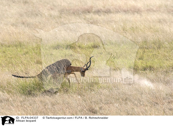 Afrikanischer Leopard / African leopard / FLPA-04337