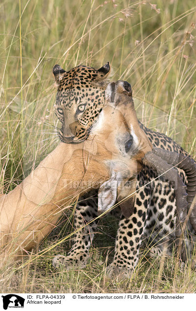 Afrikanischer Leopard / African leopard / FLPA-04339