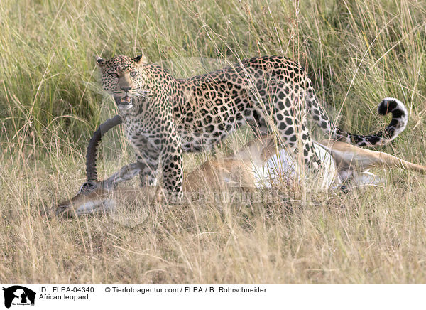 Afrikanischer Leopard / African leopard / FLPA-04340