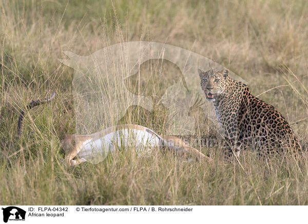 Afrikanischer Leopard / African leopard / FLPA-04342