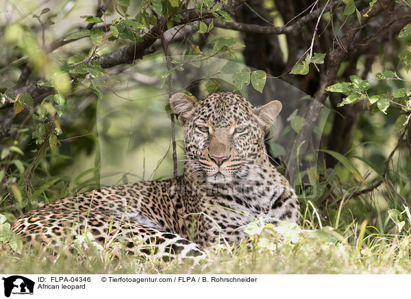 Afrikanischer Leopard / African leopard / FLPA-04346