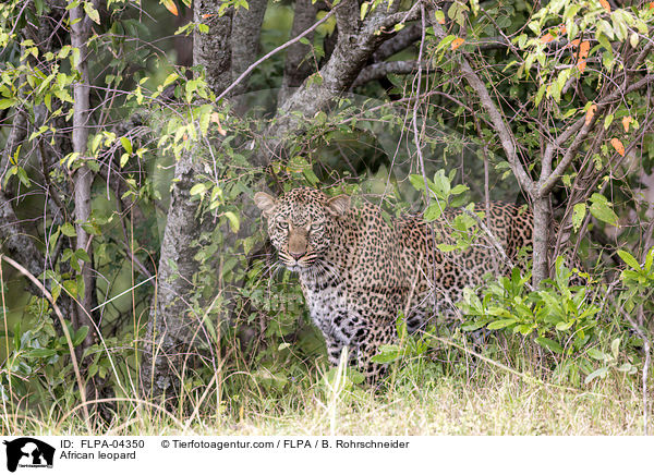 Afrikanischer Leopard / African leopard / FLPA-04350