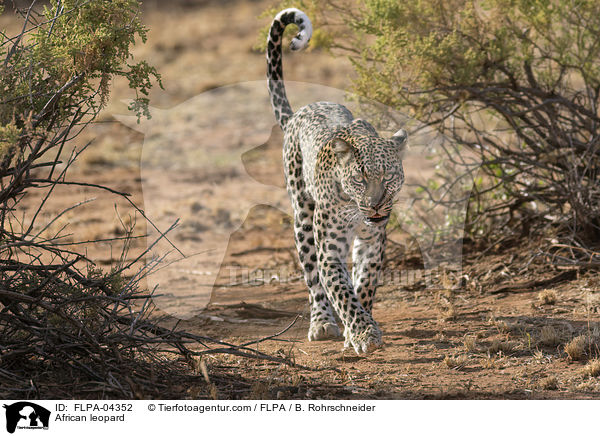Afrikanischer Leopard / African leopard / FLPA-04352