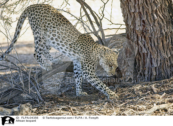 Afrikanischer Leopard / African leopard / FLPA-04356