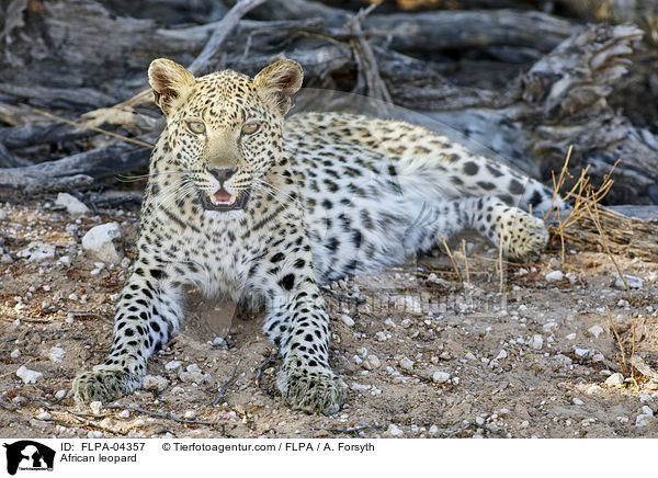 Afrikanischer Leopard / African leopard / FLPA-04357