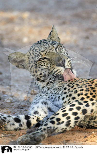 Afrikanischer Leopard / African leopard / FLPA-04358