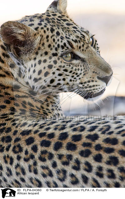 Afrikanischer Leopard / African leopard / FLPA-04360