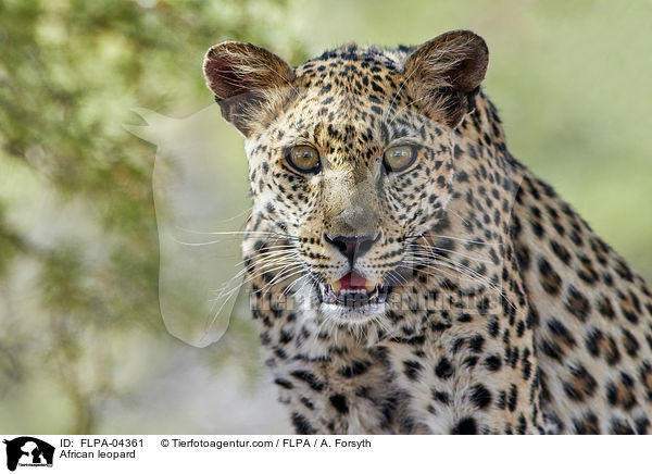 Afrikanischer Leopard / African leopard / FLPA-04361