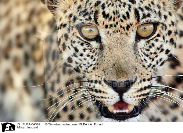 Afrikanischer Leopard / African leopard / FLPA-04362