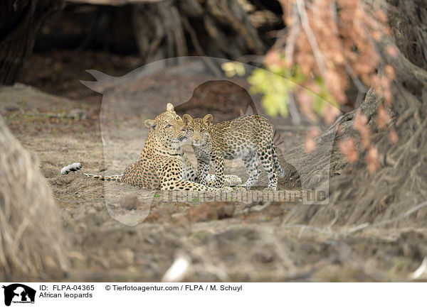 Afrikanische Leoparden / African leopards / FLPA-04365