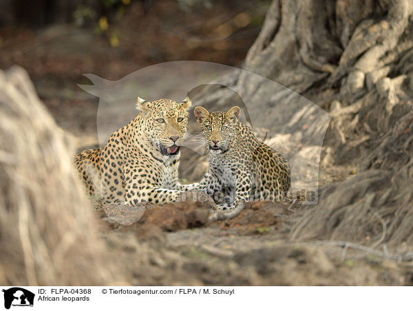 Afrikanische Leoparden / African leopards / FLPA-04368