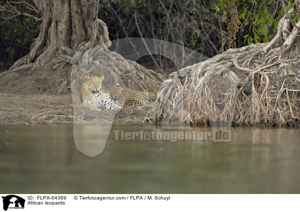 Afrikanische Leoparden / African leopards / FLPA-04369