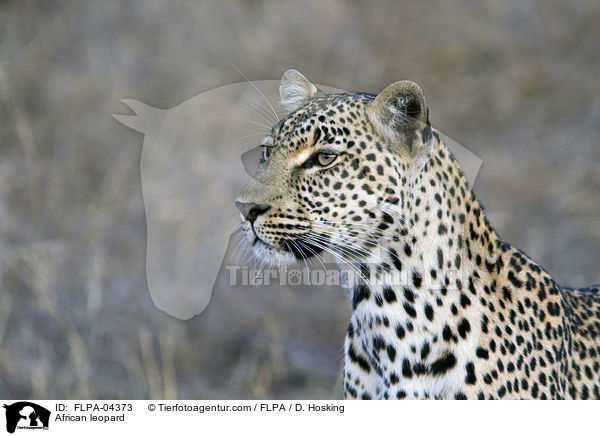 Afrikanischer Leopard / African leopard / FLPA-04373