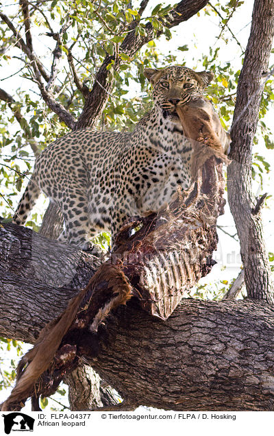 Afrikanischer Leopard / African leopard / FLPA-04377