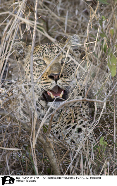Afrikanischer Leopard / African leopard / FLPA-04379