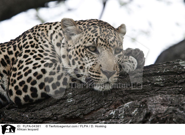 Afrikanischer Leopard / African leopard / FLPA-04381