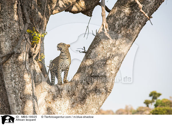 Afrikanischer Leopard / African leopard / MBS-18925