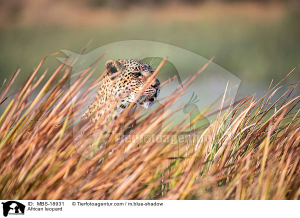Afrikanischer Leopard / African leopard / MBS-18931