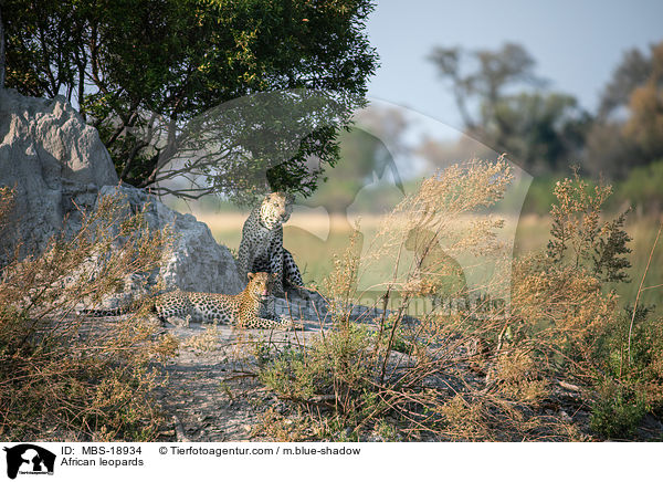 Afrikanische Leoparden / African leopards / MBS-18934