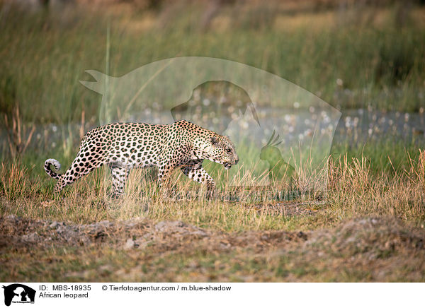 Afrikanischer Leopard / African leopard / MBS-18935