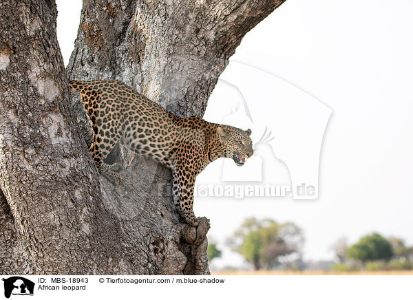 Afrikanischer Leopard / African leopard / MBS-18943