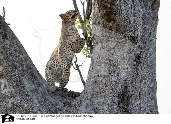 Afrikanischer Leopard / African leopard / MBS-18953
